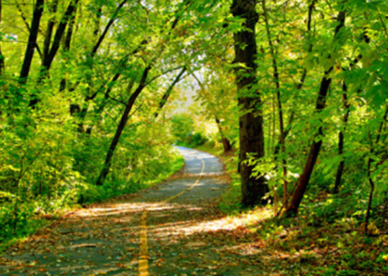 The Bronx River Greenway